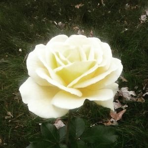 Meet your Posher, Karla